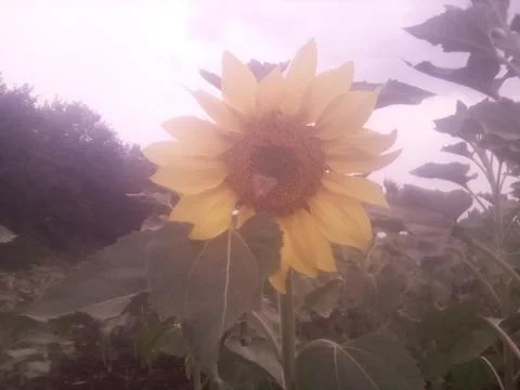 Sunflower in the field Foto stock