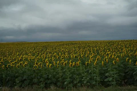 Sunflower field Foto stock