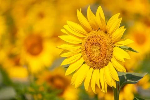 Sunflower in the field Stock Photos
