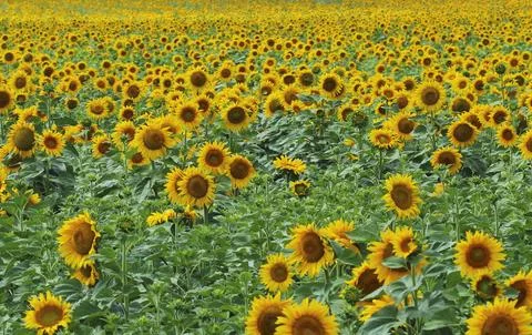 Sunflower field Stock Photos