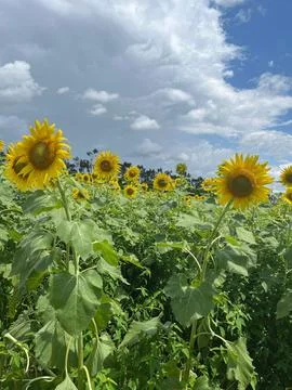 Sunflower field Stock Photos