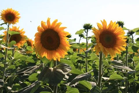 Sunflower Field Stock Photos