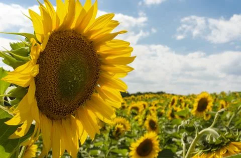 .sunflower in the field Фото