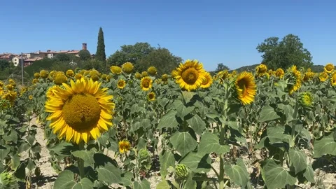 Sunflower Field in Piedmont 4 Stock Footage 201368917