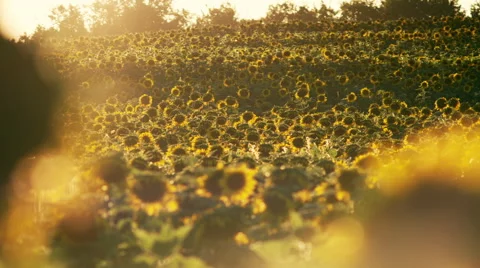 Sunflower Field with pollinating Bees Stock Footage 42533505