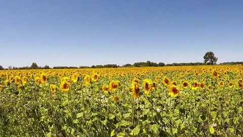 Sunflower Field in Provence Stock Footage