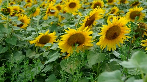 Sunflower field in the rain Stock Footage 40540395