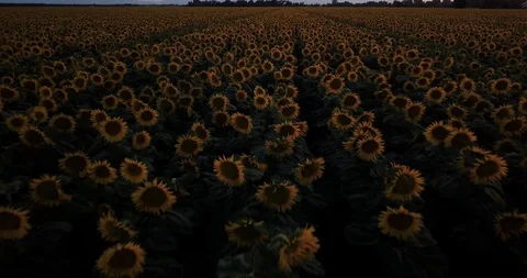 Sunflower Field Reverse Trucking Shot Woodland CA 4K Stock Footage