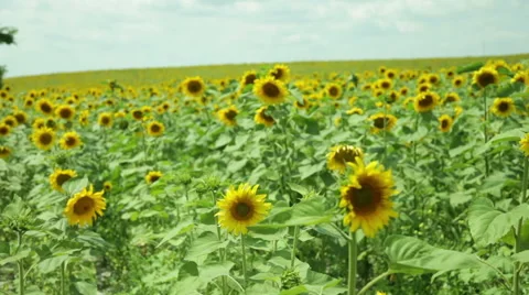 Sunflower field run Stock Footage 53066069