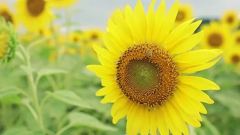 Sunflower field of Satoyama 스톡 동영상 161856434
