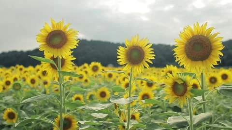 Sunflower field of Satoyama Stock Footage 161856447
