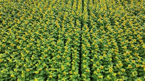 Sunflower field seen from the drone Stock Footage 284956165