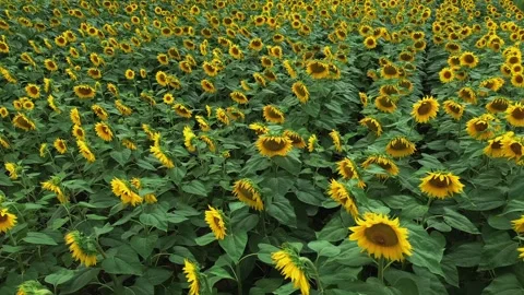 Sunflower field seen from the drone Stock Footage 308066312
