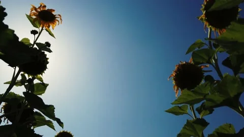 SUNFLOWER FIELD SHOT FROM WORM BOTTOM PERSPECTIVE WITH SUNNY BLUE SKY IN THE Stock Footage 157806978