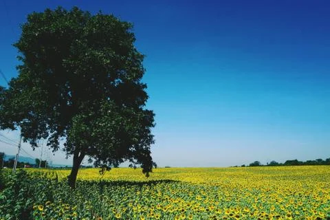 Sunflower field with single big tree background Stock Photos