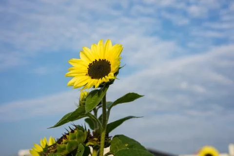 Sunflower field with sky background and light clouds single sunflower low angle Stock Photos