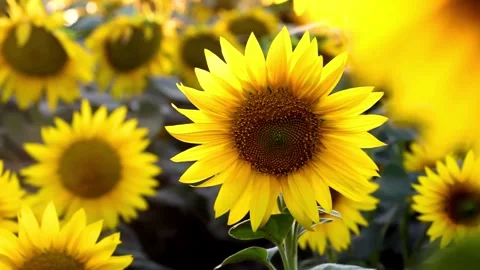 Sunflower in the field on sky background, Close-up. Beautiful sunflowers in Vídeo Stock 336584990