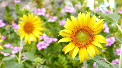 Sunflower in the field on sky background, Close-up. Beautiful sunflowers in Vídeo Stock 336585001