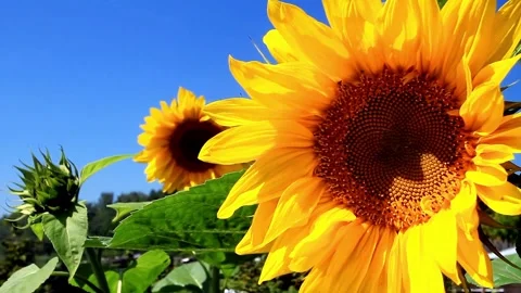 Sunflower in the field on sky background, Close-up. Beautiful sunflowers in Stockbeeldmateriaal 336585002