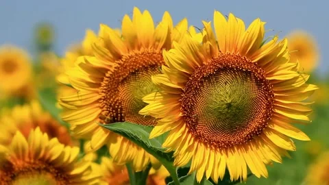 Sunflower in the field on sky background, Close-up. Beautiful sunflowers in Vídeos de archivo 336585012