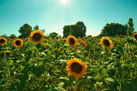 Sunflower field with sky Stock Photos