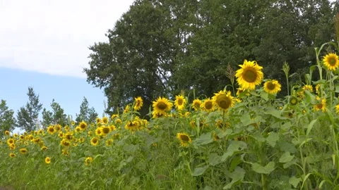 Sunflower field small scaled Stock Footage 248535354