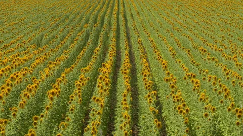 Sunflower field on spring Stock Footage 22687880