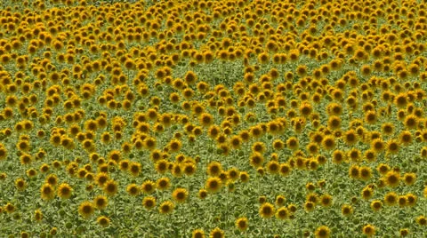 Sunflower field on spring Stock Footage 22689010
