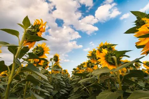 Sunflower field before the storm Stock Photos
