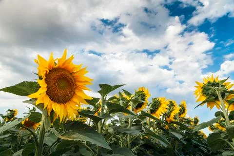 Sunflower field before the storm Stock Photos