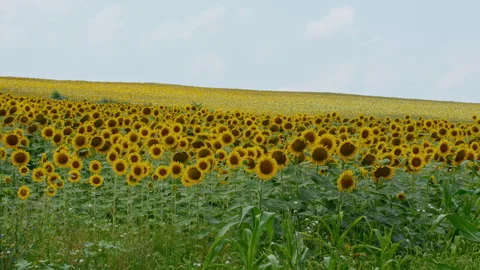 Sunflower Field Stretching over Rolling Hills under Cloudy Summer Sky, Moldova Stock Footage 319650334