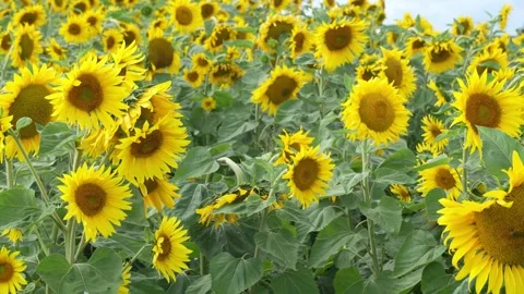 Sunflower Field in Summer Breeze Stock Footage 315532259