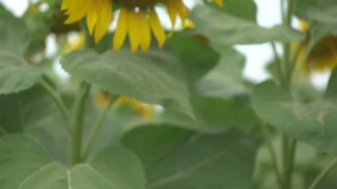 Sunflower in the field. Summer cloudy day. Before Harvest. Slow vertical Stock Footage 134616989