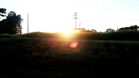 Sunflower field in summer Video stock 92480118
