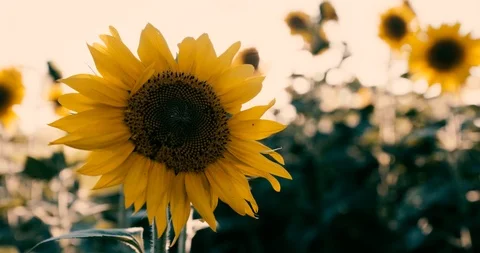 Sunflower field in summer Stock Footage 92480250