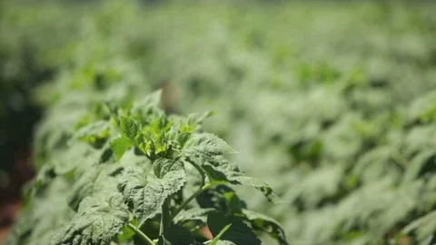 Sunflower field at summer Stock Footage 99281708