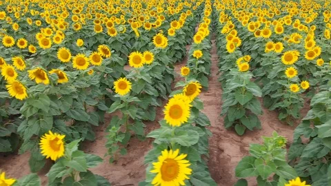 Sunflower field in summer Stock Footage 113969037