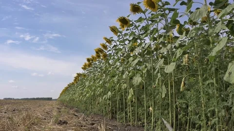 Sunflower field in summer Stock Footage 147553988