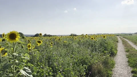 Sunflower field in summer Stock Footage 201931478