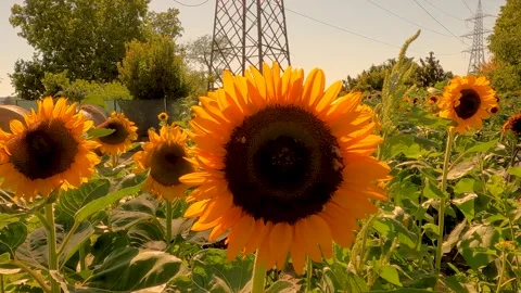 Sunflower field in summer Stock Footage 219804545