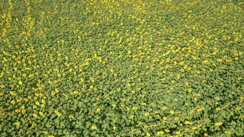 Sunflower field in summer. Stock Footage 248130210