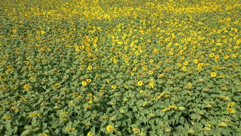 Sunflower field in summer. Stock Footage 248316353