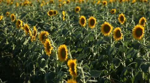 Sunflower Field in Summer, Full Grown, Research, Organic Agriculture, CloseUp Vidéo 12457075