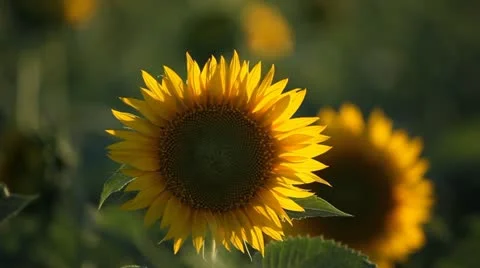Sunflower Field in Summer, Full Grown, Research, Organic Agriculture, CloseUp 動画素材 12460902