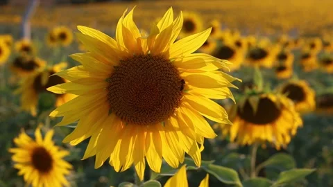 Sunflower field in summer. honey bee collecting polen on sunflower. Stock Footage 285149018