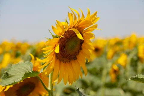 Sunflower field at summer Stock-Fotos
