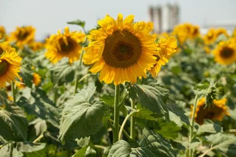 Sunflower field at summer Stock Photos