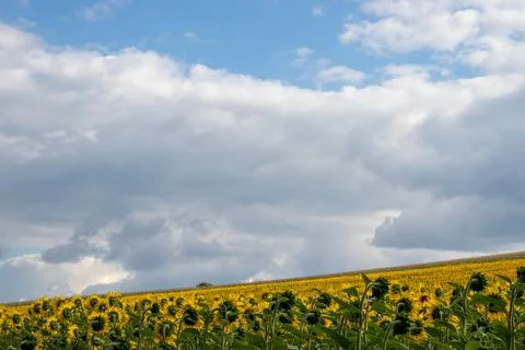 Sunflower field in summer. Stock Photos