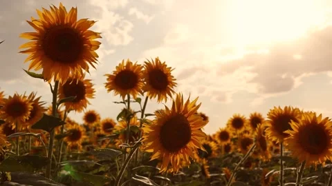 Sunflower field in summer the sun Stock Footage 162323043
