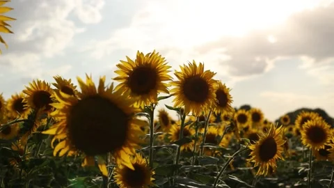 Sunflower field in summer the sun Video stock 162323054